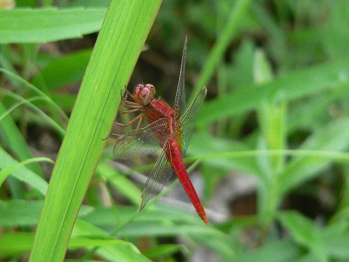 e0002314_17401491.jpg