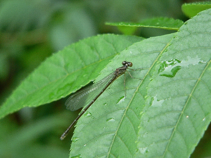 e0002314_17505475.jpg
