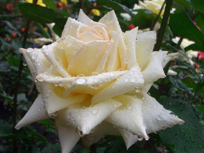 e0002850_20102582.jpg