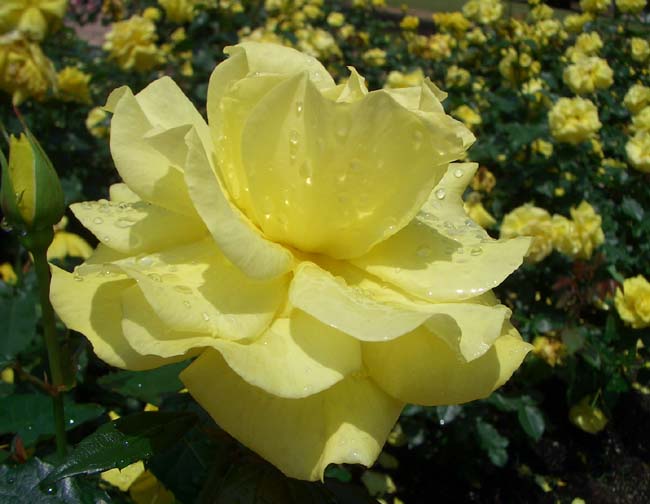 e0002850_2092626.jpg