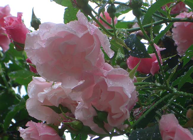 e0002850_2093993.jpg