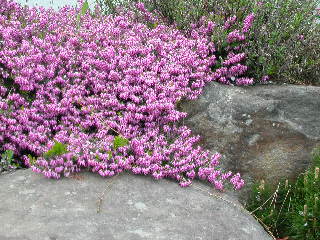 e0004756_2138147.jpg