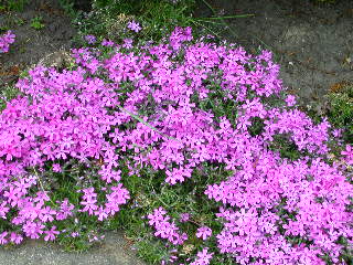 e0004756_2140973.jpg