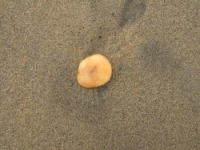 f0082561_2041263.jpg