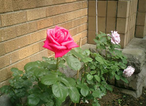 b0013376_13203545.jpg