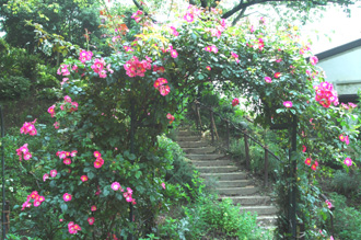 f0029536_131535.jpg