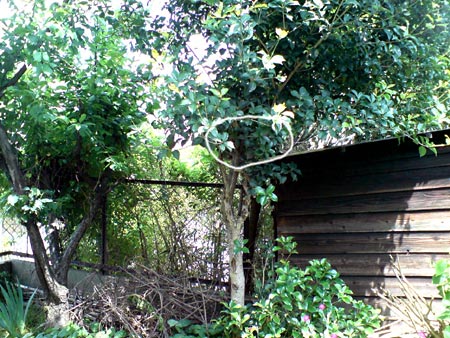 e0034047_17594092.jpg
