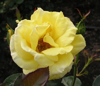 e0071225_123401.jpg