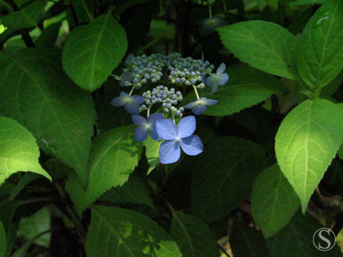 e0021328_1137786.jpg