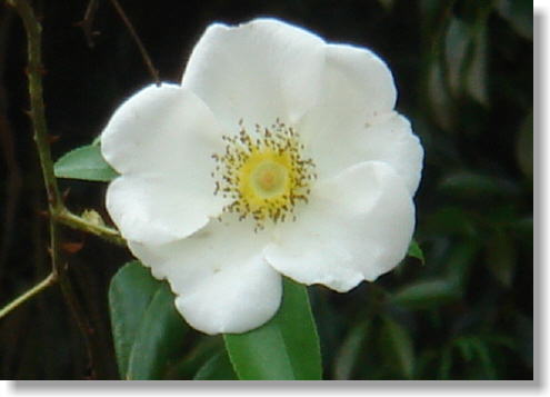 e0057640_1282962.jpg