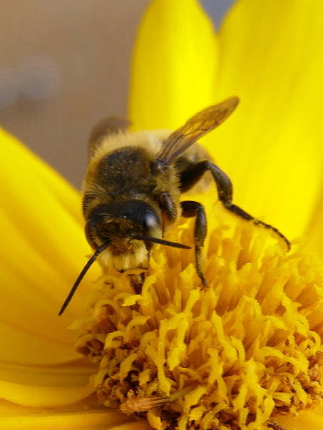 e0064158_057535.jpg