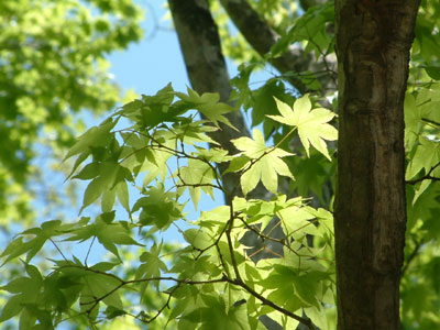 c0050264_1411654.jpg