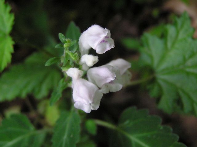 c0042869_21591152.jpg