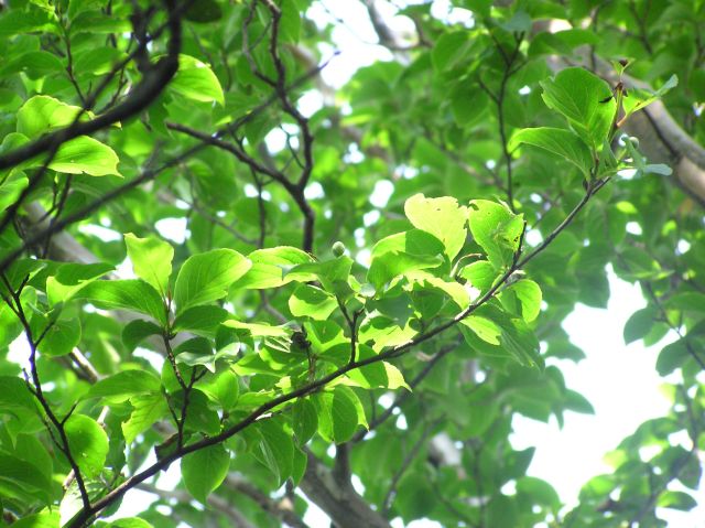 c0042869_21595474.jpg