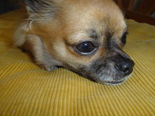 e0070777_11252767.jpg