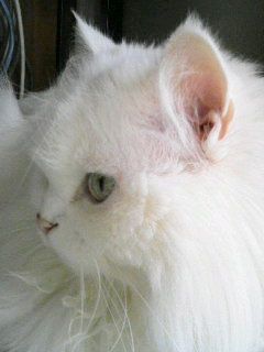 f0092389_11382944.jpg
