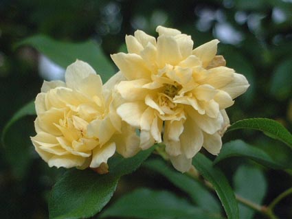 f0019498_19283180.jpg