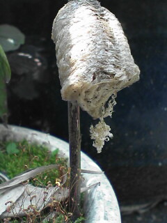 c0056903_13372828.jpg