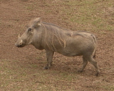 b0080118_536596.jpg