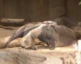 b0080118_5372293.jpg