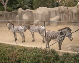 b0080118_538914.jpg