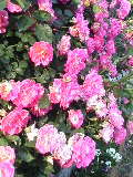 b0102023_206043.jpg