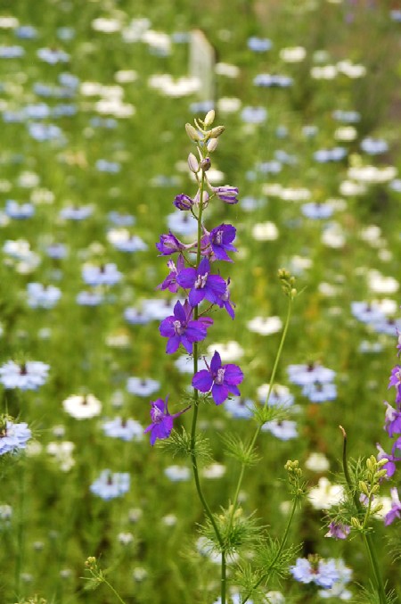 e0009147_21263350.jpg