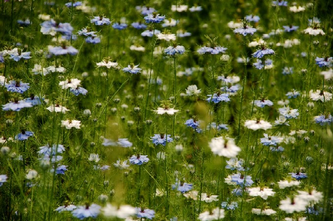 e0009147_2127195.jpg