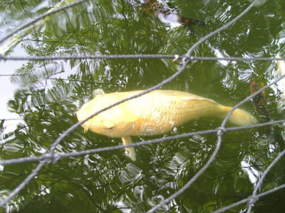 f0004182_20595290.jpg