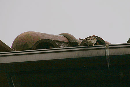 d0021488_2321878.jpg