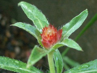 b0061107_23253529.jpg
