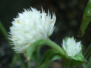 b0061107_23254847.jpg