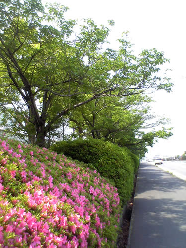 e0077312_1953121.jpg