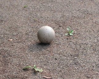 e0071225_2259817.jpg