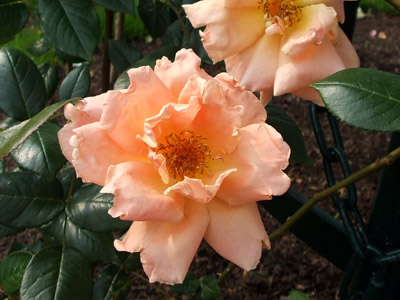 a0027742_353166.jpg