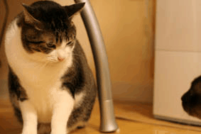 a0055567_0555517.gif
