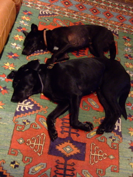 f0001698_312980.jpg