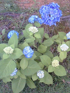f0048405_17101834.jpg