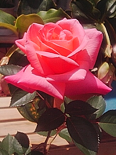 b0099813_21152052.jpg