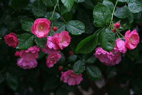 d0026414_20461011.jpg