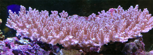f0033126_1333889.jpg