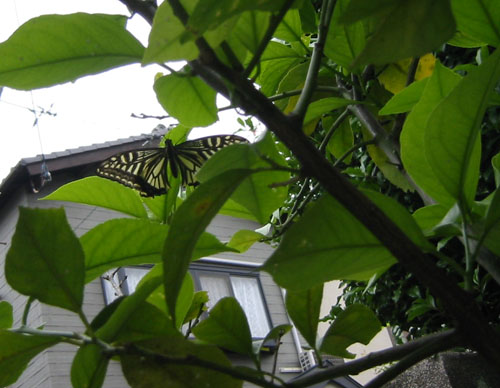 b0081843_16571779.jpg