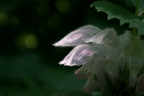 b0067789_21464080.jpg