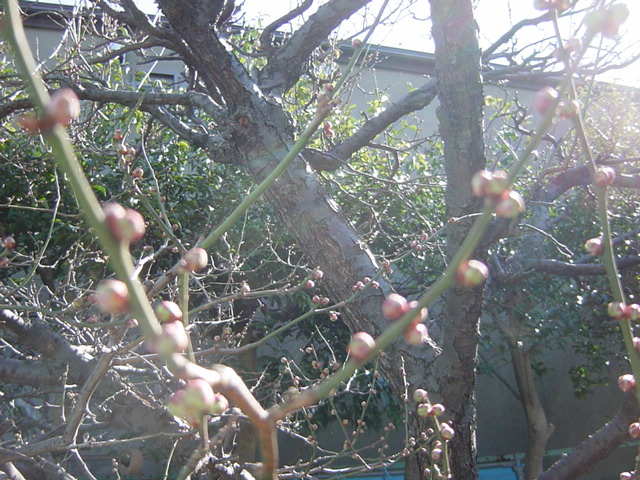 e0028401_2033542.jpg