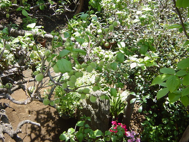 e0028401_20342218.jpg