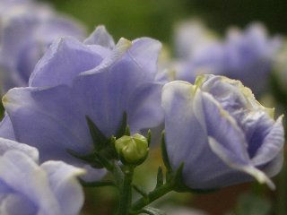 b0061107_17333396.jpg