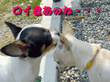 e0032508_2055032.gif