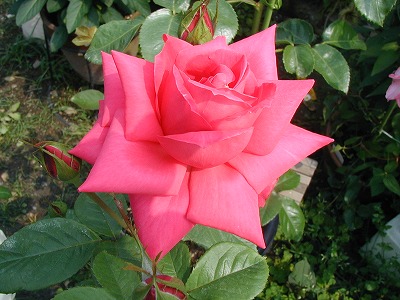 b0107310_2064489.jpg