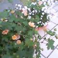 c0020127_15332485.jpg