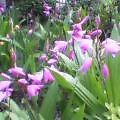 c0020127_15341993.jpg
